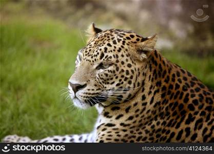 African leopard on resting over green grass