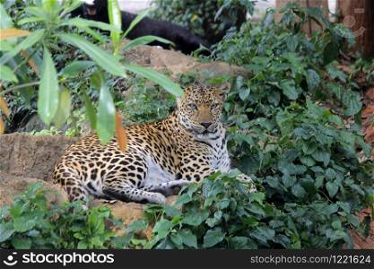 african leopard or panthera pardus in the zoo