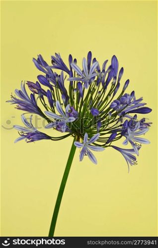 African Lily (Agapanthus)