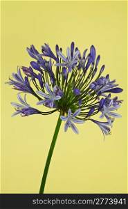 African Lily (Agapanthus)