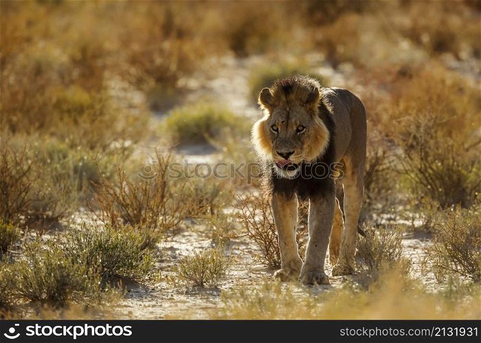 African lion black mane male walking front view at dawn in Kgalagadi transfrontier park, South Africa; Specie panthera leo family of felidae. African lion in Kgalagadi transfrontier park, South Africa
