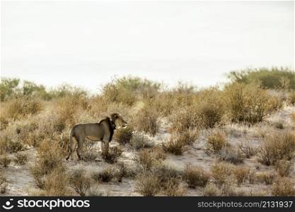 African lion black mane male with radio collar in Kgalagadi transfrontier park, South Africa; Specie panthera leo family of felidae. African lion in Kgalagadi transfrontier park, South Africa