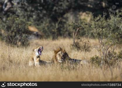 African lion couple lying down in savannah in Kruger National park, South Africa ; Specie Panthera leo family of Felidae. African lion in Kruger National park, South Africa