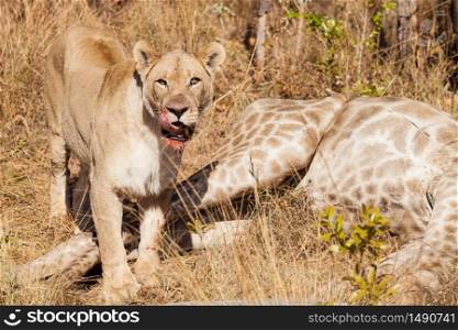African Lion eating a Giraffe on safari in a South African game reserve