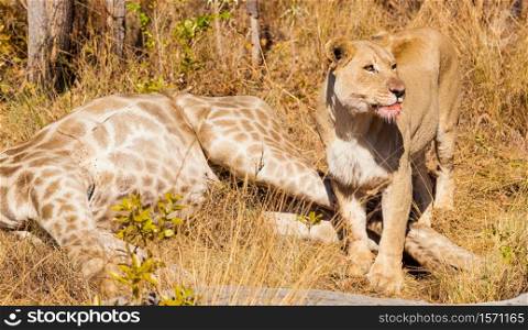 African Lion eating a Giraffe on safari in a South African Game Reserve
