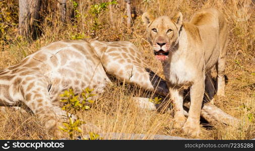African Lion eating a Giraffe on safari in a South African game reserve
