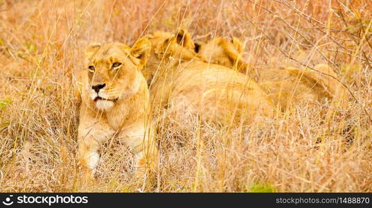 African Lion hiding in long grass in a South African Game Reserve