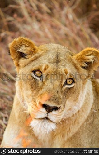 African Lion hiding in long grass in a South African Game Reserve