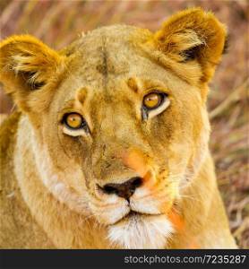 African Lion hiding in long grass in a South African Game Reserve