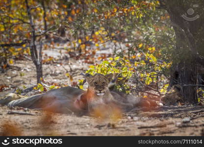 African lion in Kruger National park, South Africa ; Specie Panthera leo family of Felidae. African lion in Kruger National park, South Africa