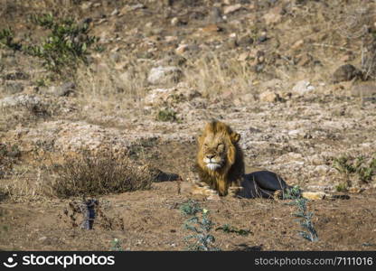 African lion in Kruger National park, South Africa ; Specie Panthera leo family of Felidae. African lion in Kruger National park, South Africa