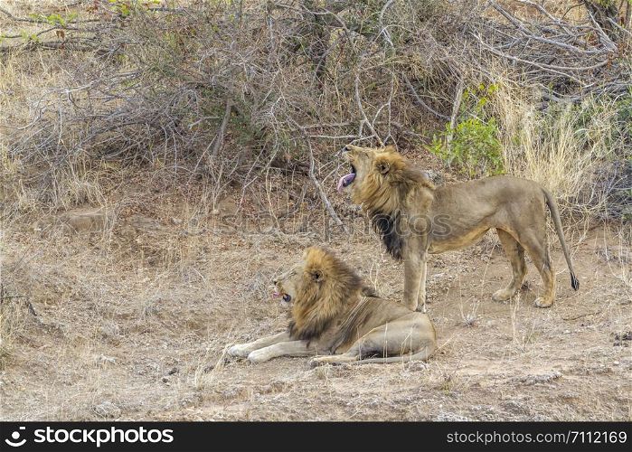 African lion in Kruger National park, South Africa ; Specie Panthera leo family of Felidae. African lion in Kruger National park, South Africa