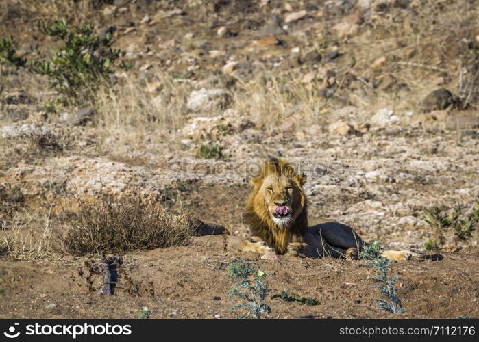 African lion in Kruger National park, South Africa ; Specie Panthera leo family of Felidae. African lion in Kruger National park, South Africa