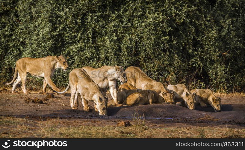 African lion in Kruger National park, South Africa ; Specie Panthera leo family of Felidae. African lion in Kruger National park, South Africa