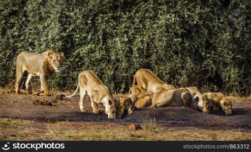 African lion in Kruger National park, South Africa ; Specie Panthera leo family of Felidae. African lion in Kruger National park, South Africa