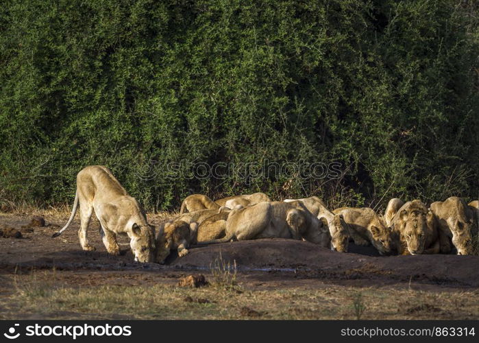 African lion in Kruger National park, South Africa ; Specie Panthera leo family of Felidae. African lion in Kruger National park, South Africa