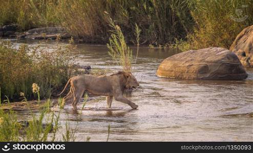 African lion male crossing a river in Kruger National park, South Africa ; Specie Panthera leo family of Felidae. African lion in Kruger National park, South Africa