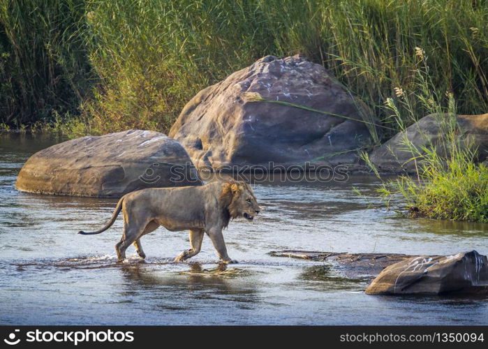 African lion male crossing a river in Kruger National park, South Africa ; Specie Panthera leo family of Felidae. African lion in Kruger National park, South Africa