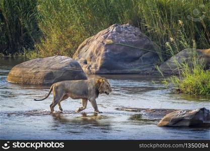 African lion male crossing a river in Kruger National park, South Africa ; Specie Panthera leo family of Felidae. African lion in Kruger National park, South Africa