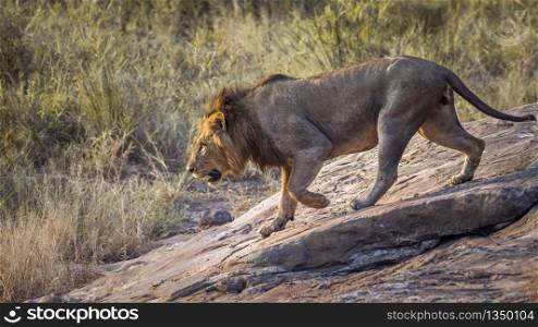 African lion male going down a rock in Kruger National park, South Africa ; Specie Panthera leo family of Felidae. African lion in Kruger National park, South Africa