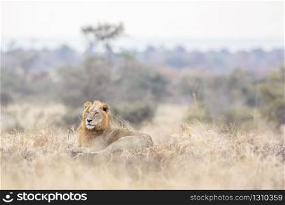 African lion male lying down in morning savannah in Kruger National park, South Africa ; Specie Panthera leo family of Felidae. African lion in Kruger National park, South Africa