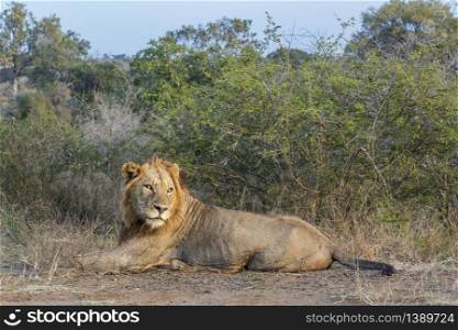 African lion male lying down in savannah in Kruger National park, South Africa ; Specie Panthera leo family of Felidae. African lion in Kruger National park, South Africa