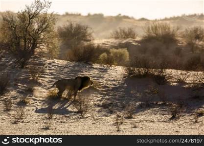 African lion male marking territory in sand dune at sunrise in Kgalagadi transfrontier park, South Africa; Specie panthera leo family of felidae. African lion in Kgalagadi transfrontier park, South Africa