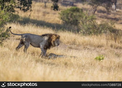 African lion male meeting lioness in savannah in Kruger National park, South Africa ; Specie Panthera leo family of Felidae. African lion in Kruger National park, South Africa