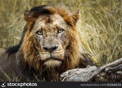 African lion male portrait front view in Kruger National park, South Africa   Specie Panthera leo family of Felidae. African lion in Kruger National park, South Africa