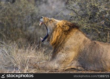 African lion male portrait yawning in Kruger National park, South Africa ; Specie Panthera leo family of Felidae. African lion in Kruger National park, South Africa