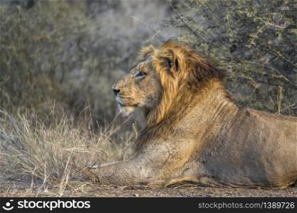 African lion male profile portrait in Kruger National park, South Africa ; Specie Panthera leo family of Felidae. African lion in Kruger National park, South Africa