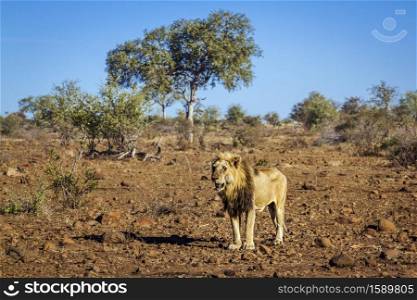 African lion male standing in drough savannah in Kruger National park, South Africa ; Specie Panthera leo family of Felidae. African lion in Kruger National park, South Africa