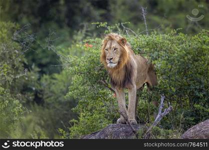African lion male standing on a rock in Kruger National park, South Africa ; Specie Panthera leo family of Felidae. African lion in Kruger National park, South Africa