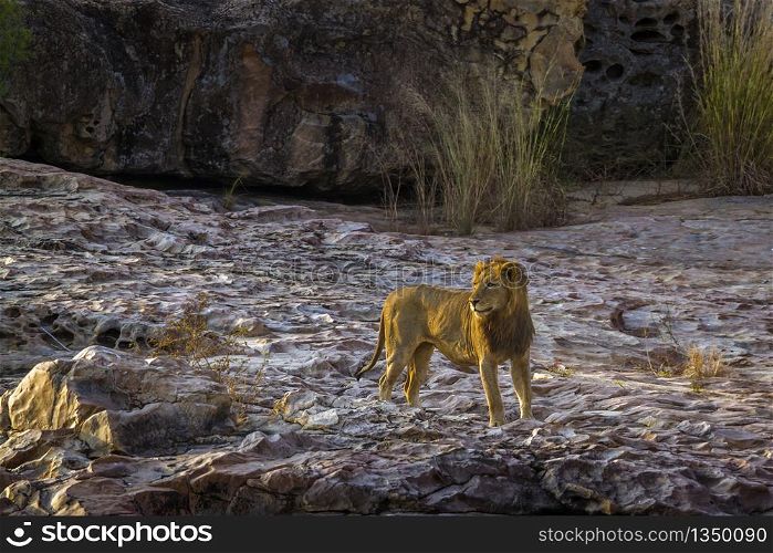 African lion male standing on the rock at dawn in Kruger National park, South Africa ; Specie Panthera leo family of Felidae. African lion in Kruger National park, South Africa