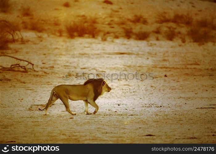 African lion male walking at sunrise in dry land in Kgalagadi transfrontier park, South Africa  Specie panthera leo family of felidae. African lion in Kgalagadi transfrontier park, South Africa
