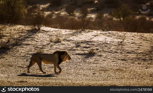 African lion male walking in sand dune at sunrise in Kgalagadi transfrontier park, South Africa; Specie panthera leo family of felidae. African lion in Kgalagadi transfrontier park, South Africa