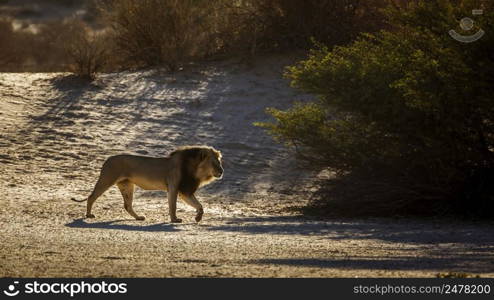 African lion male walking in sand dune at sunrise  in Kgalagadi transfrontier park, South Africa  Specie panthera leo family of felidae. African lion in Kgalagadi transfrontier park, South Africa