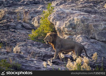 African lion male walking on rock at dawn in Kruger National park, South Africa ; Specie Panthera leo family of Felidae. African lion in Kruger National park, South Africa