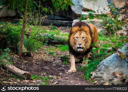 African Lion Panthera Leo in jungle forest. Lion in jungle forest in nature