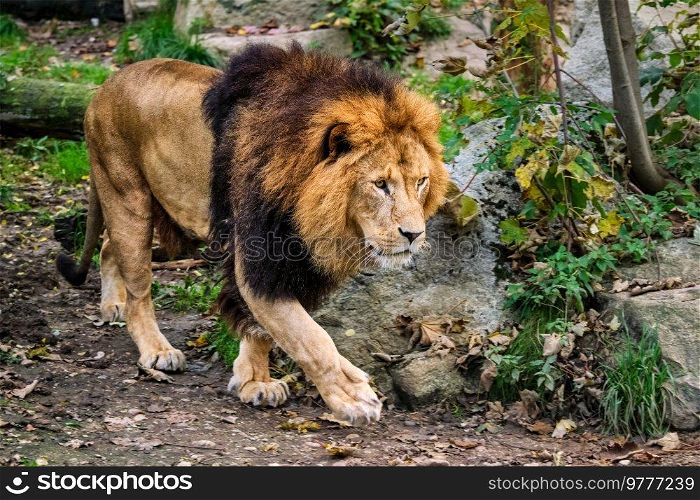 African Lion Panthera Leo in jungle forest. Lion in jungle forest in nature