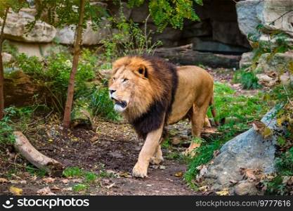 African Lion Panthera Leo in jungle forest. Lion in jungle forest in nature