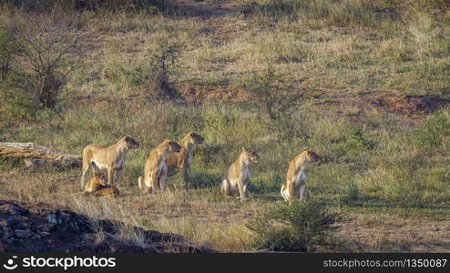 African lion pride alert on the hunt in Kruger National park, South Africa ; Specie Panthera leo family of Felidae. African lion in Kruger National park, South Africa