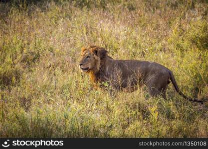 African lion standing in the grass in Kruger National park, South Africa ; Specie Panthera leo family of Felidae. African lion in Kruger National park, South Africa