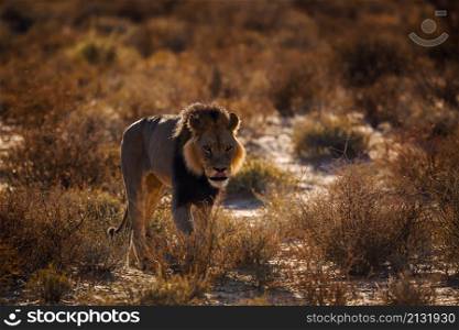 African lion walking front view at sunrise in Kgalagadi transfrontier park, South Africa; Specie panthera leo family of felidae. African lion in Kgalagadi transfrontier park, South Africa
