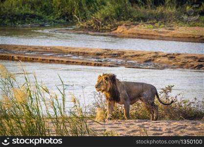 African lion walking on riverbank in Kruger National park, South Africa ; Specie Panthera leo family of Felidae. African lion in Kruger National park, South Africa