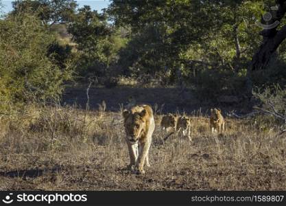 African lion walking with three cubs in front view in Kruger National park, South Africa ; Specie Panthera leo family of Felidae. African lion in Kruger National park, South Africa