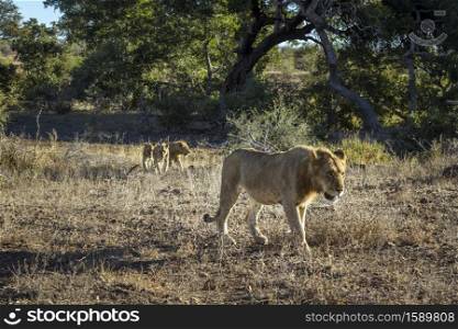 African lion walking with three cubs in front view in Kruger National park, South Africa ; Specie Panthera leo family of Felidae. African lion in Kruger National park, South Africa