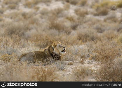 African lion with tracking collar roaring in morning in Kgalagadi transfrontier park, South Africa; Specie panthera leo family of felidae. African lion in Kgalagadi transfrontier park, South Africa