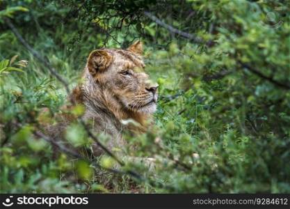 African lion young male portrait hiding in the bush in Kruger National park, South Africa   Specie Panthera leo family of Felidae. African lion in Kruger National park, South Africa