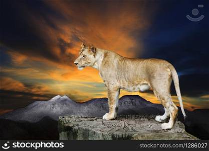 african lioness female standing on rock cliff against beautiful dusky sky background